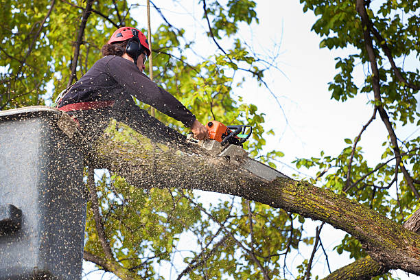 Best Lawn Dethatching Services  in USA